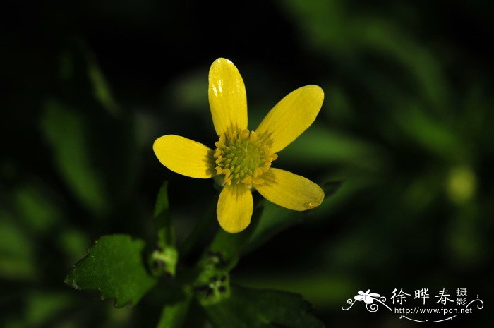 石龙芮Ranunculus sceleratus 石龙芮Ranunculus sceleratus