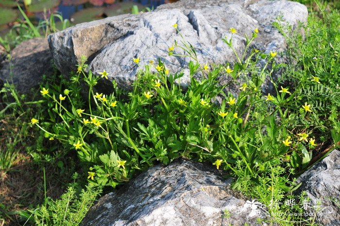 石龙芮Ranunculus sceleratus 石龙芮Ranunculus sceleratus