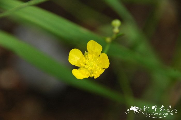 白山毛茛Ranunculus paishanensis 白山毛茛Ranunculus paishanensis