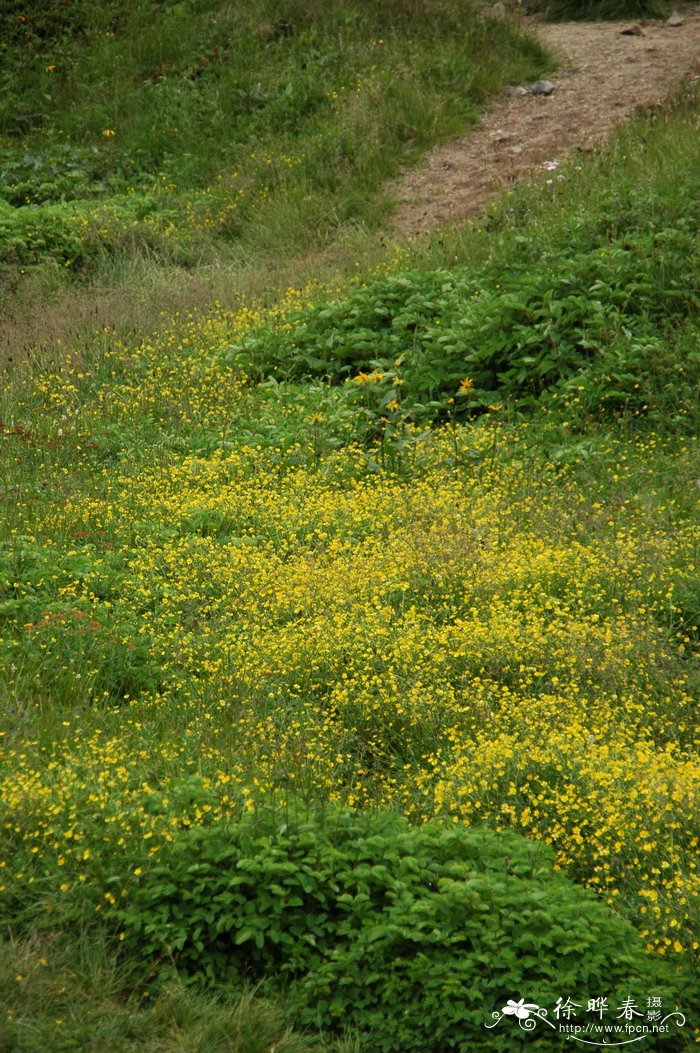 白山毛茛Ranunculus paishanensis 白山毛茛Ranunculus paishanensis