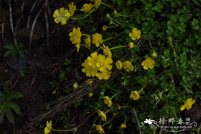 太白山毛茛Ranunculus petrogeiton 太白山毛茛Ranunculus petrogeiton