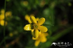 小毛茛Ranunculus ternatus