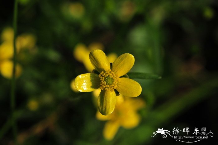 小毛茛Ranunculus ternatus 小毛茛Ranunculus ternatus