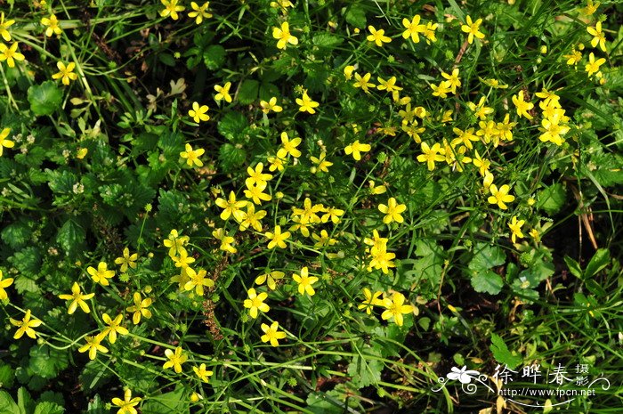 小毛茛Ranunculus ternatus 小毛茛Ranunculus ternatus