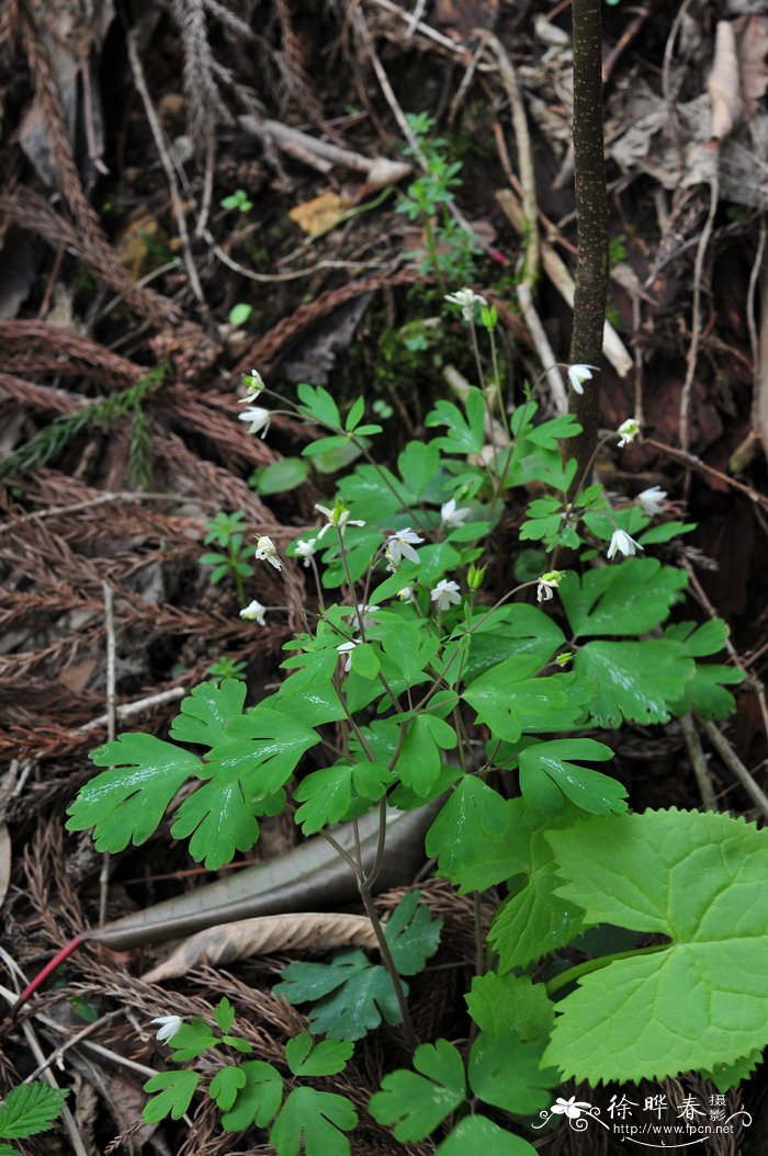 天葵Semiaquilegia adoxoides 天葵Semiaquilegia adoxoides
