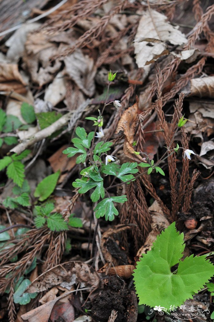 天葵Semiaquilegia adoxoides 天葵Semiaquilegia adoxoides