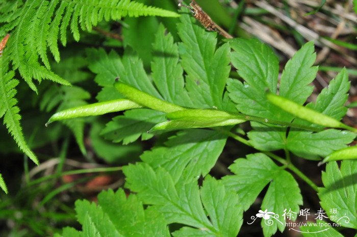 黄三七Souliea vaginata 黄三七Souliea vaginata