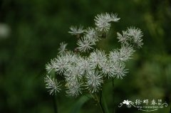 翼果唐松草Thalictrum aquilegifolium var. sibiricum