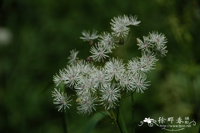 翼果唐松草Thalictrum aquilegifolium var. sibiricum 翼果唐松草Thalictrum aquilegifolium var. sibiricum