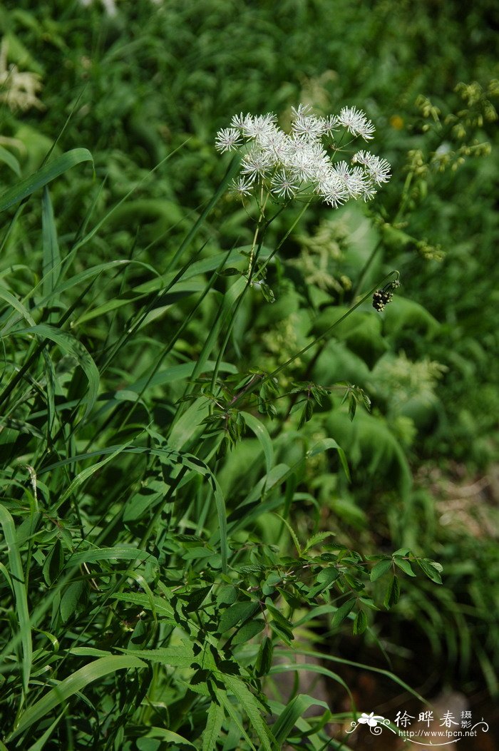 翼果唐松草Thalictrum aquilegifolium var. sibiricum