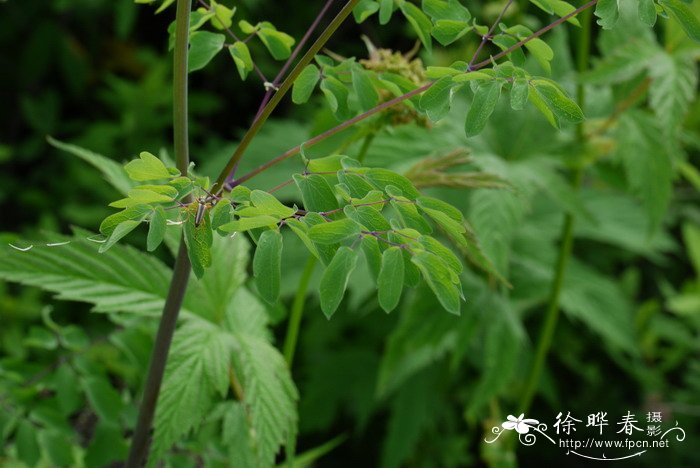 翼果唐松草Thalictrum aquilegifolium var. sibiricum 翼果唐松草Thalictrum aquilegifolium var. sibiricum