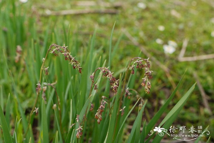 高原唐松草Thalictrum cultratum 高原唐松草Thalictrum cultratum