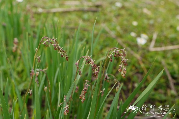 高原唐松草Thalictrum cultratum