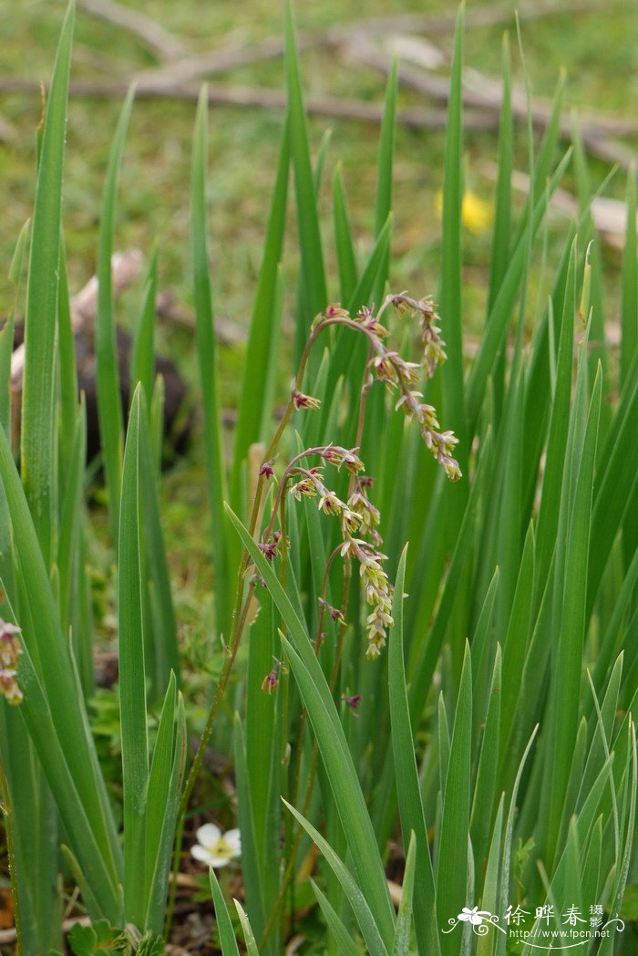 高原唐松草Thalictrum cultratum 高原唐松草Thalictrum cultratum