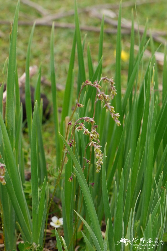 高原唐松草Thalictrum cultratum