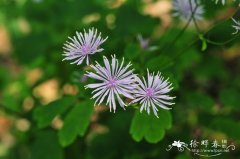 华东唐松草Thalictrum fortunei