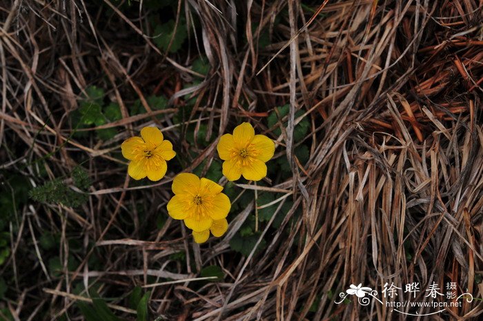 矮金莲花Trollius farreri 矮金莲花Trollius farreri