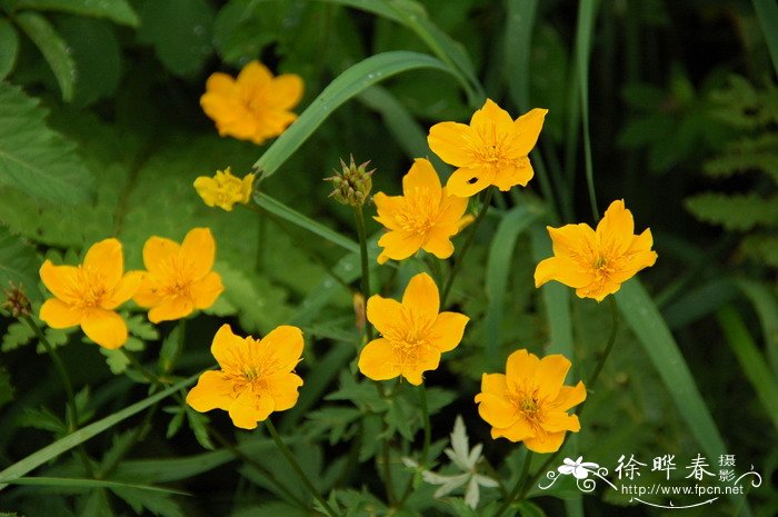 长白金莲花Trollius japonicus 长白金莲花Trollius japonicus