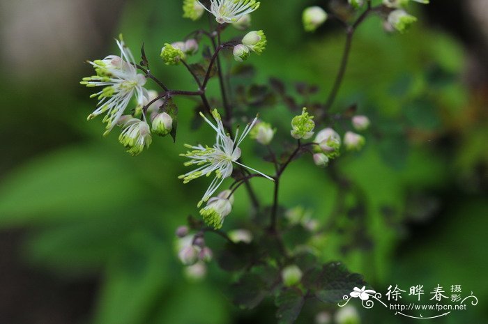 长喙唐松草Thalictrum macrorhynchum 长喙唐松草Thalictrum macrorhynchum