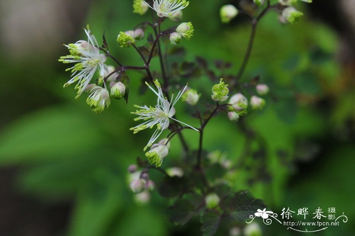 长喙唐松草Thalictrum macrorhynchum