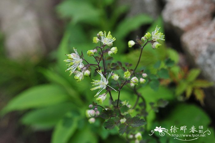 长喙唐松草Thalictrum macrorhynchum 长喙唐松草Thalictrum macrorhynchum