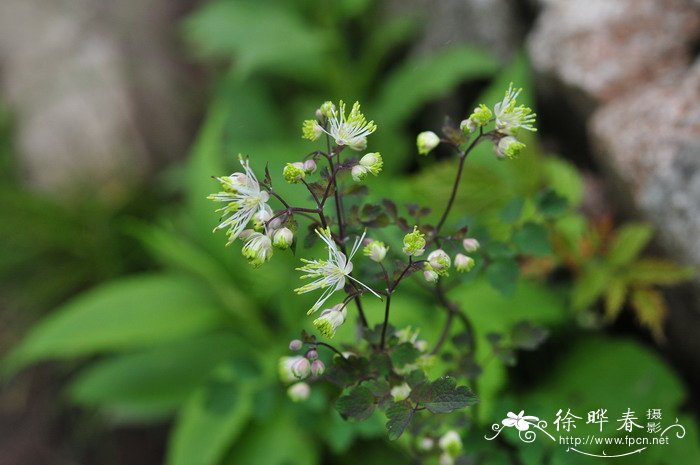 长喙唐松草Thalictrum macrorhynchum