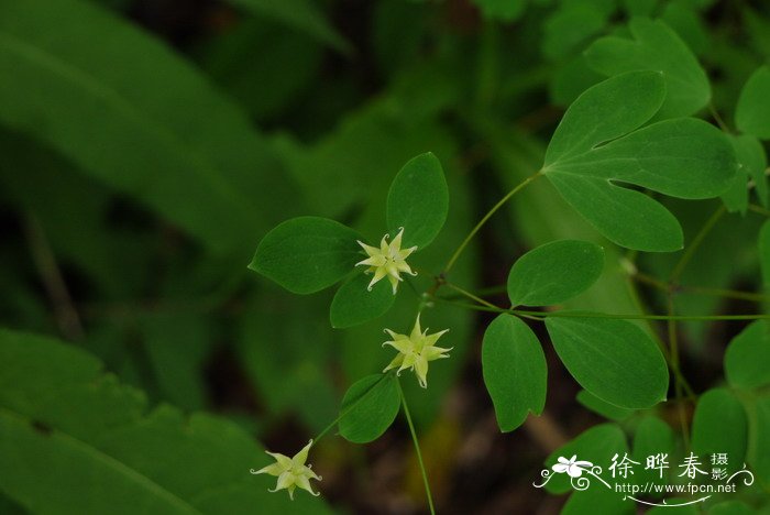 长喙唐松草Thalictrum macrorhynchum