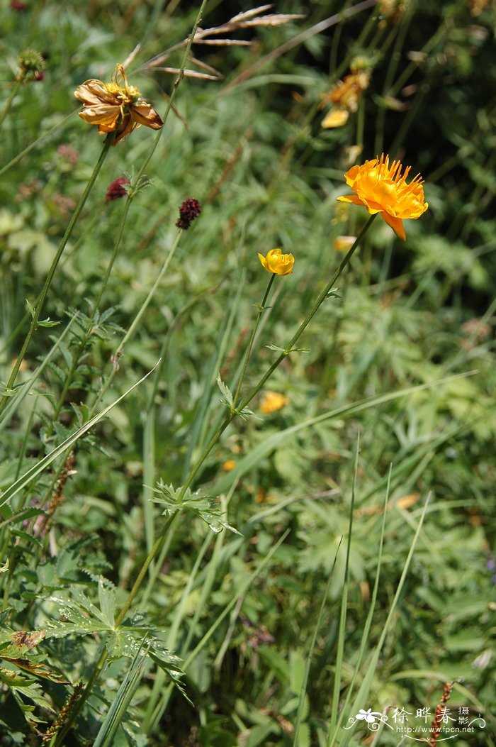 金莲花Trollius chinensis 金莲花Trollius chinensis