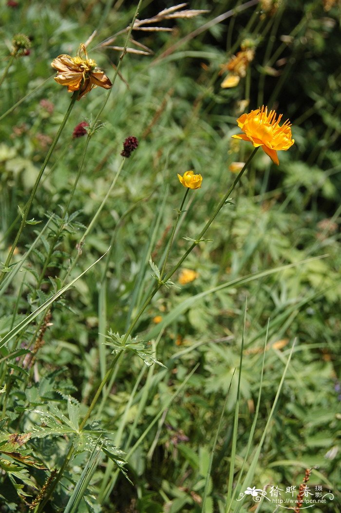 金莲花Trollius chinensis