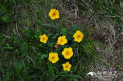 矮金莲花Trollius farreri