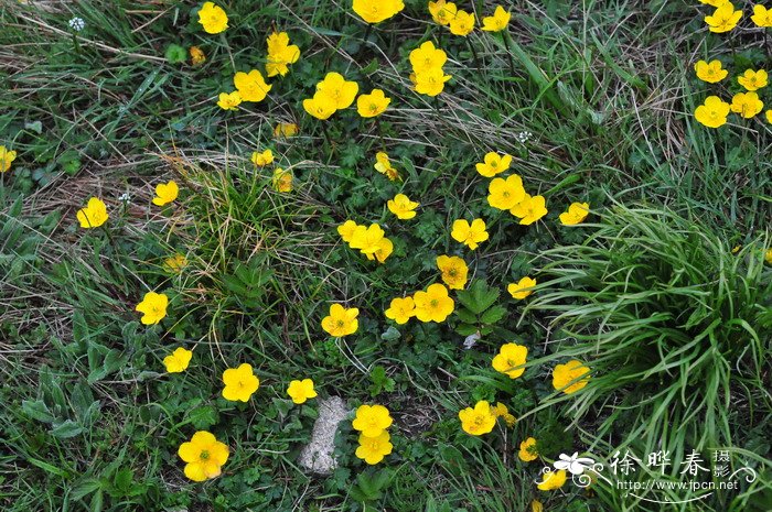 矮金莲花Trollius farreri