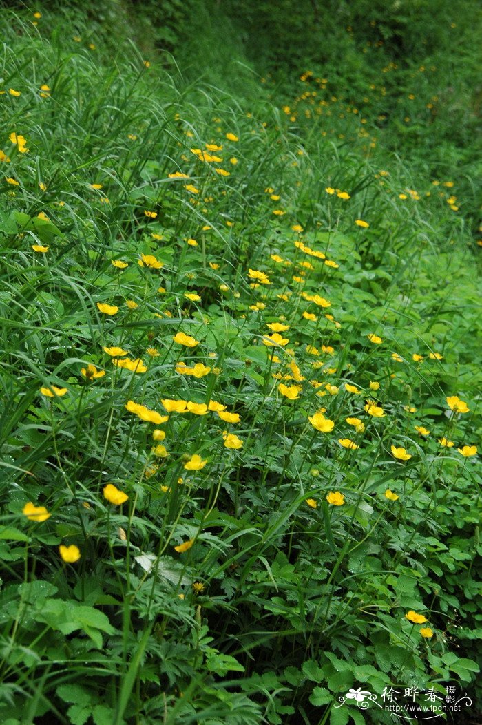 长白金莲花Trollius japonicus 长白金莲花Trollius japonicus
