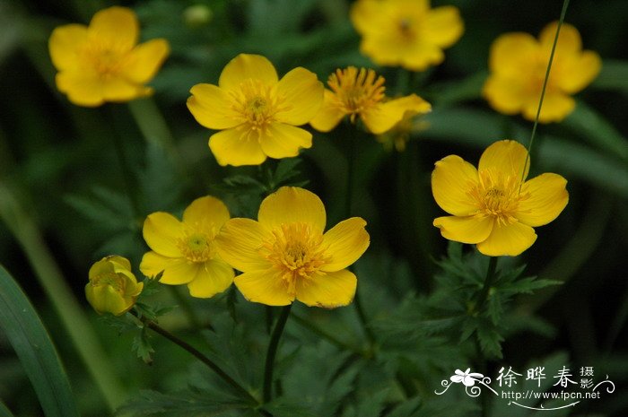 长白金莲花Trollius japonicus 长白金莲花Trollius japonicus