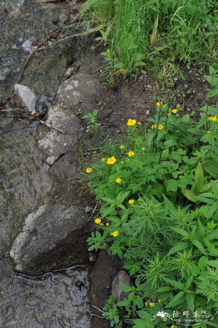 长白金莲花Trollius japonicus 长白金莲花Trollius japonicus
