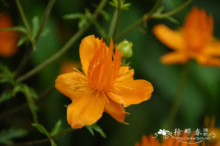 长瓣金莲花Trollius macropetalus 长瓣金莲花Trollius macropetalus
