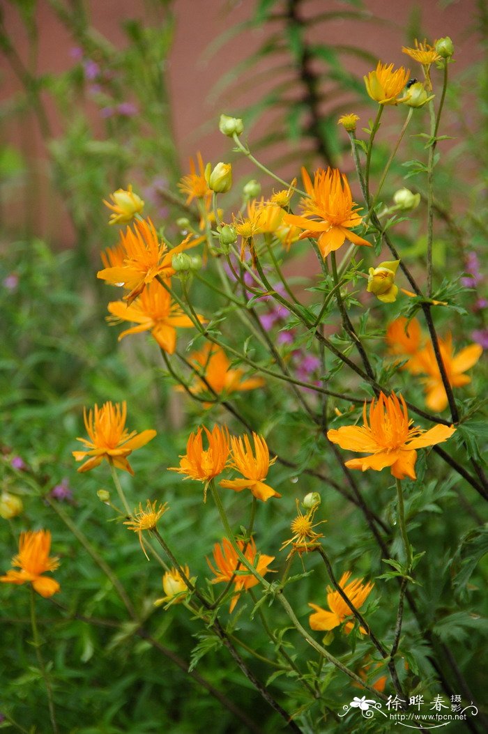 长瓣金莲花Trollius macropetalus 长瓣金莲花Trollius macropetalus