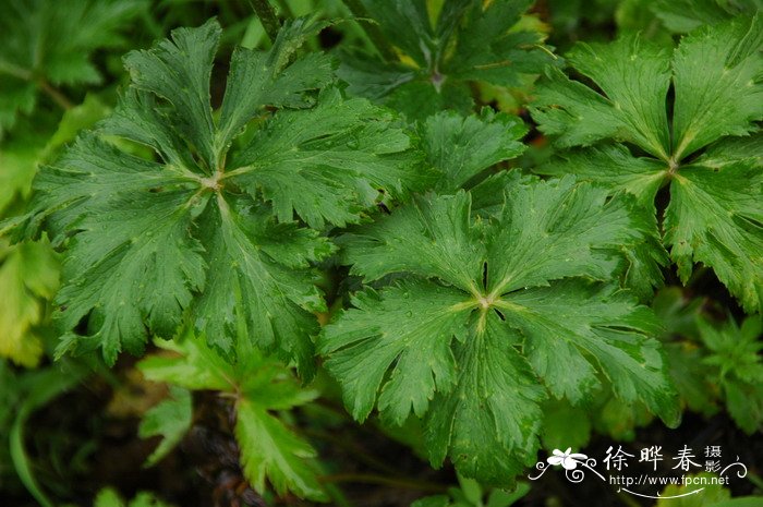 长瓣金莲花Trollius macropetalus