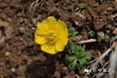 毛茛状金莲花Trollius ranunculoides