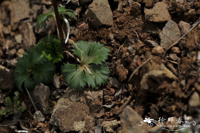 毛茛状金莲花Trollius ranunculoides