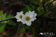 岷山银莲花Anemone rockii