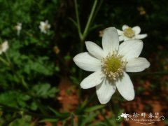 草玉梅Anemone rivularis