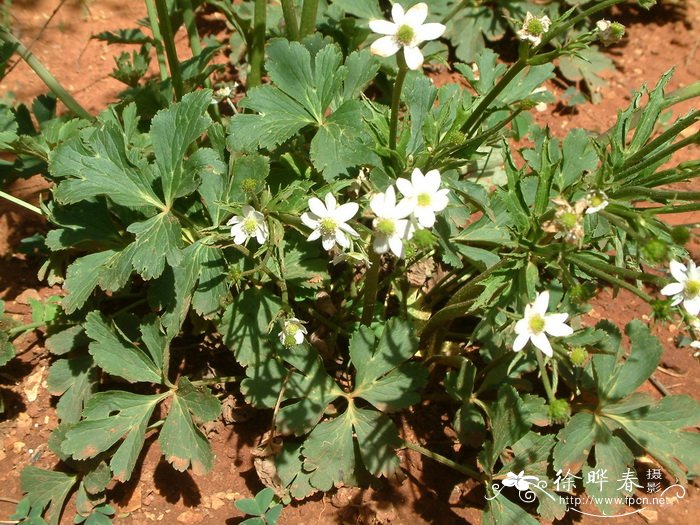 草玉梅Anemone rivularis 草玉梅Anemone rivularis
