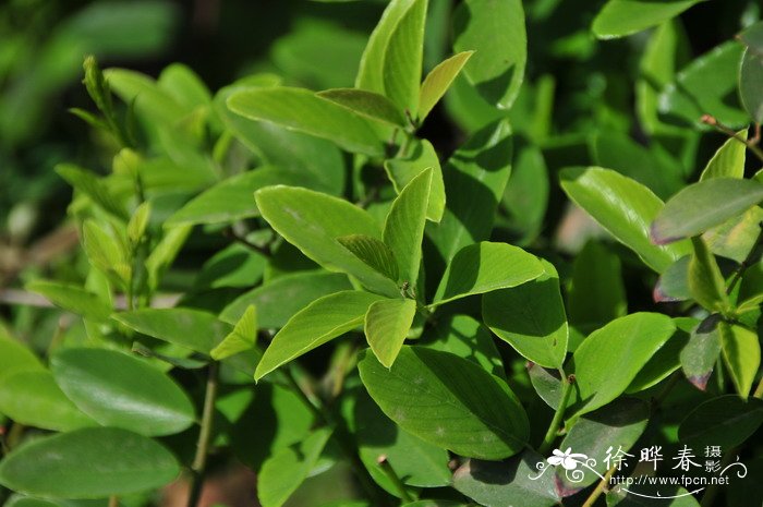 多叶勾儿茶Berchemia polyphylla 多叶勾儿茶Berchemia polyphylla