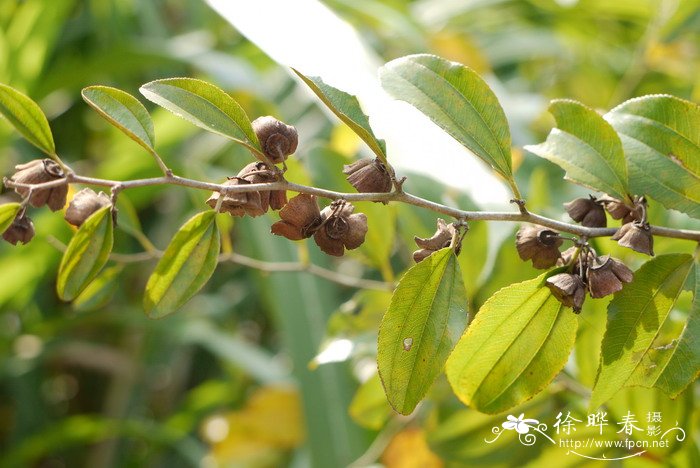 马甲子Paliurus ramosissimus 马甲子Paliurus ramosissimus