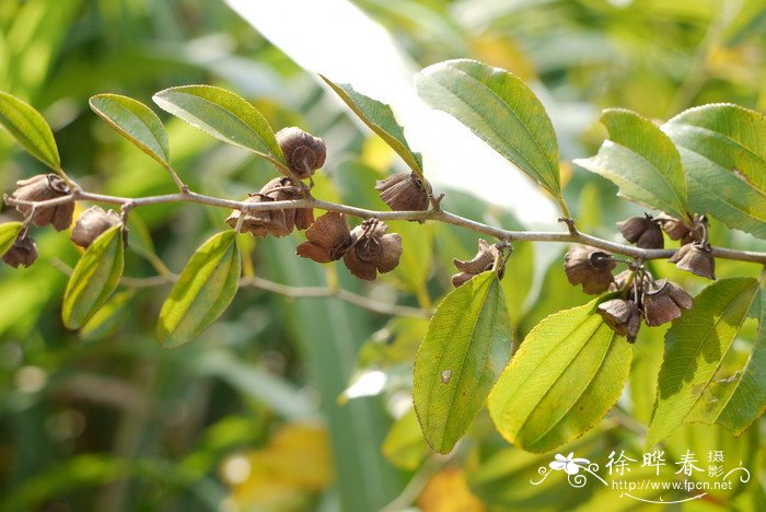 马甲子Paliurus ramosissimus