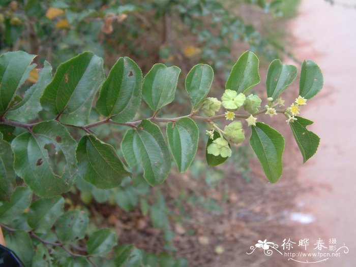 马甲子Paliurus ramosissimus 马甲子Paliurus ramosissimus