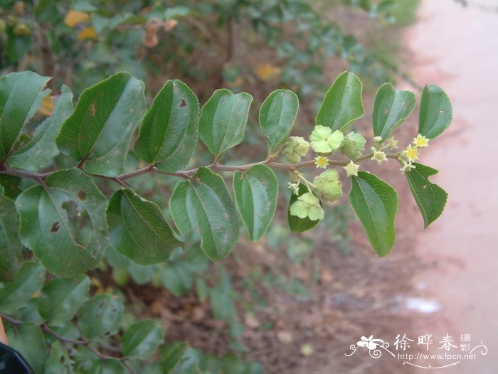 马甲子Paliurus ramosissimus