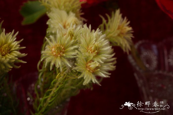 菲利卡Phylica pubescens 菲利卡Phylica pubescens