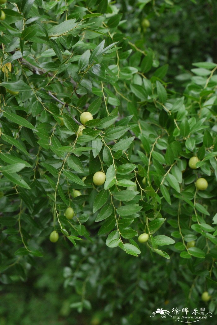 山枣Ziziphus montana