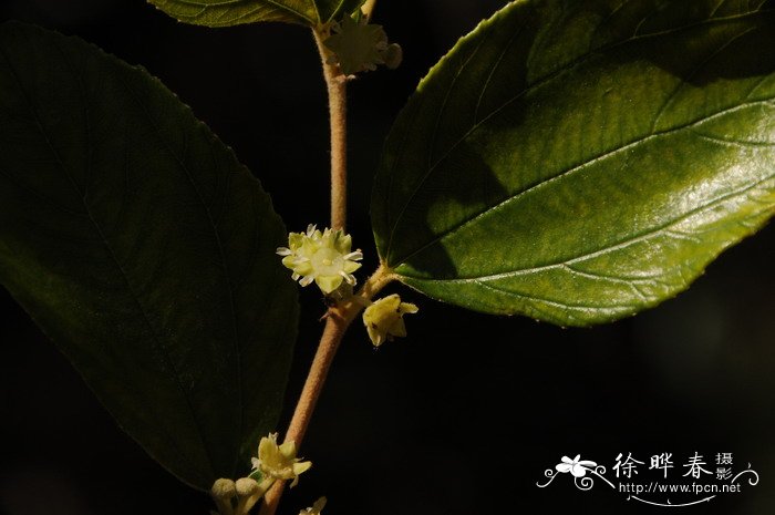 毛叶枣Zizyphus mauritiana 毛叶枣Zizyphus mauritiana